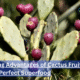 10 Amazing Advantages of Cactus Fruit: Nature’s Perfect Superfood