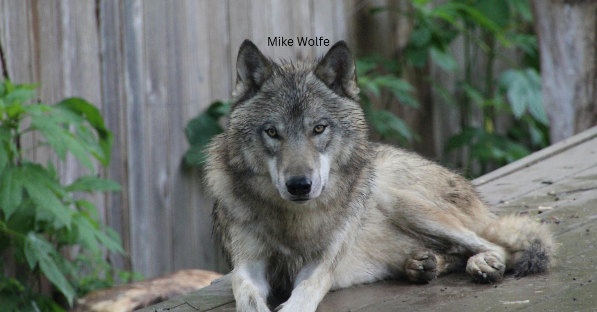 The Heart of a Picker: Mike Wolfe's Passion Project