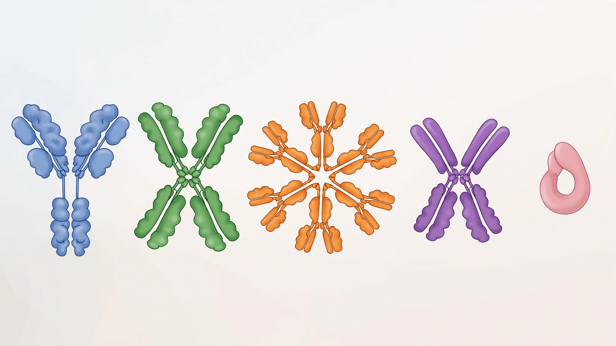 The five antibody types that power humoral immunity and their main jobs